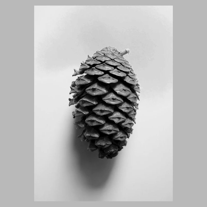 pinecone