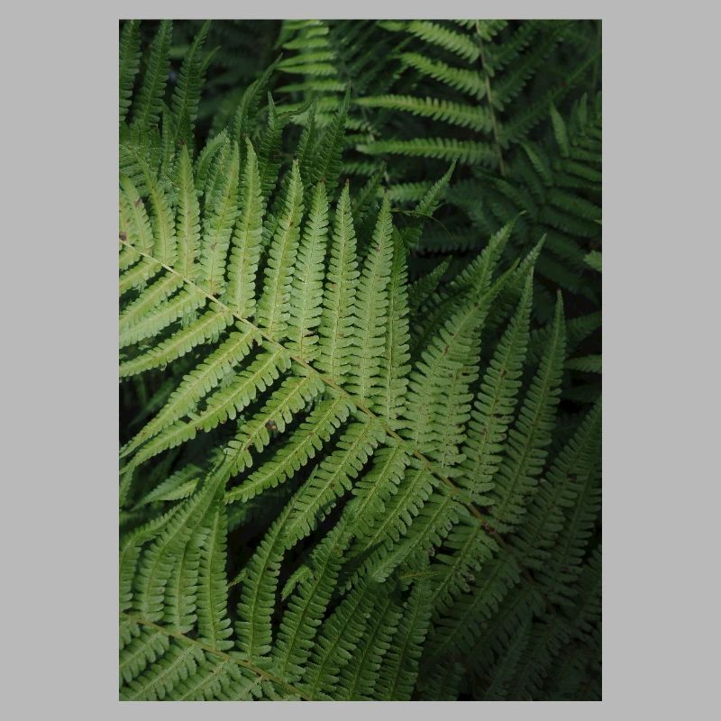 fern