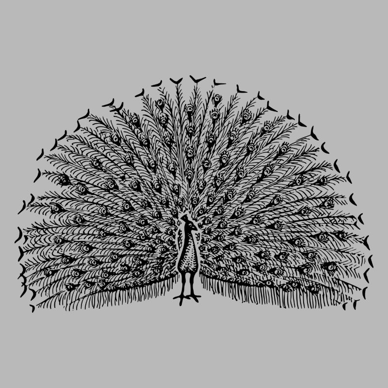 Pfau