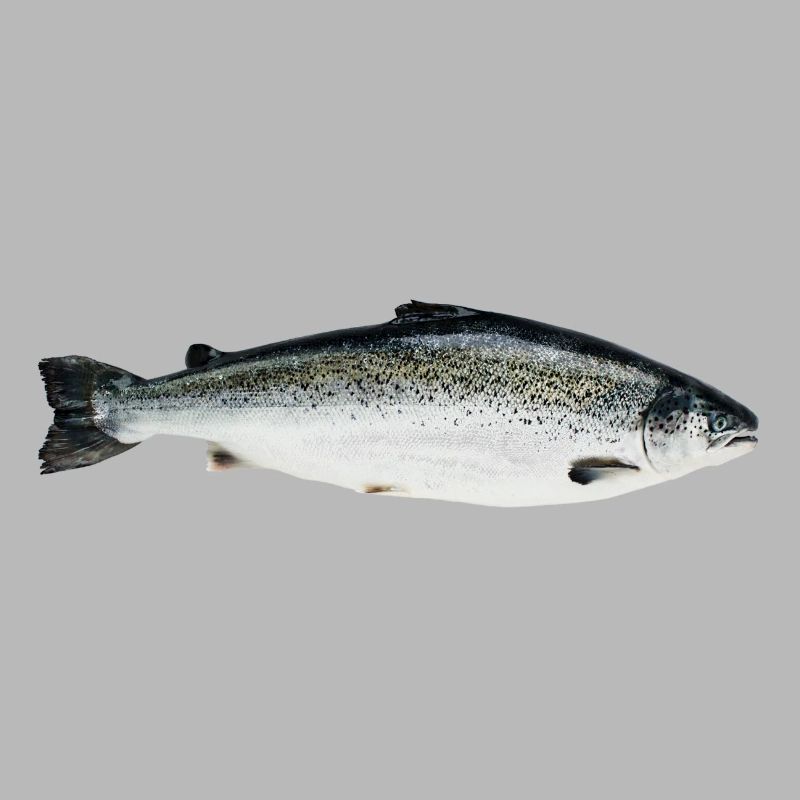 saumon