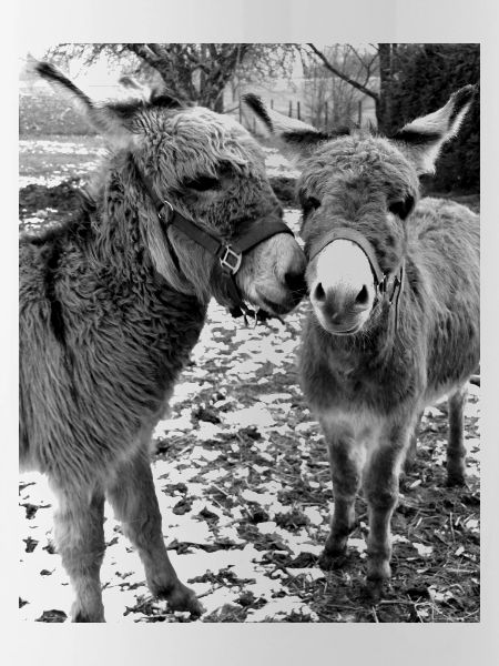 Two donkeys