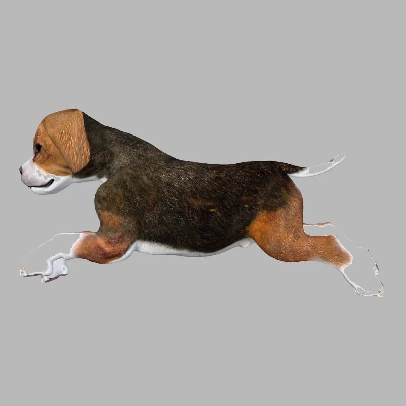 Chiot Beagle