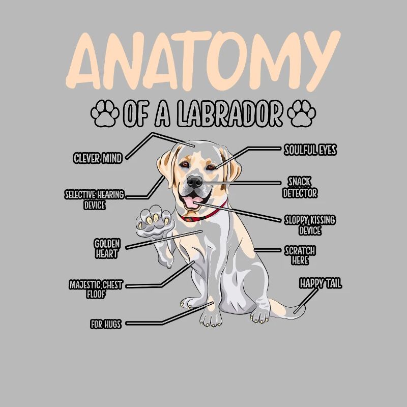 Anatomie du Labrador