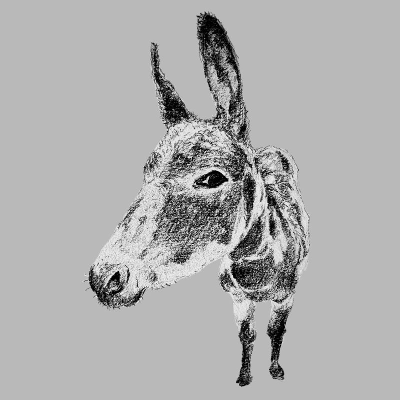 donkey
