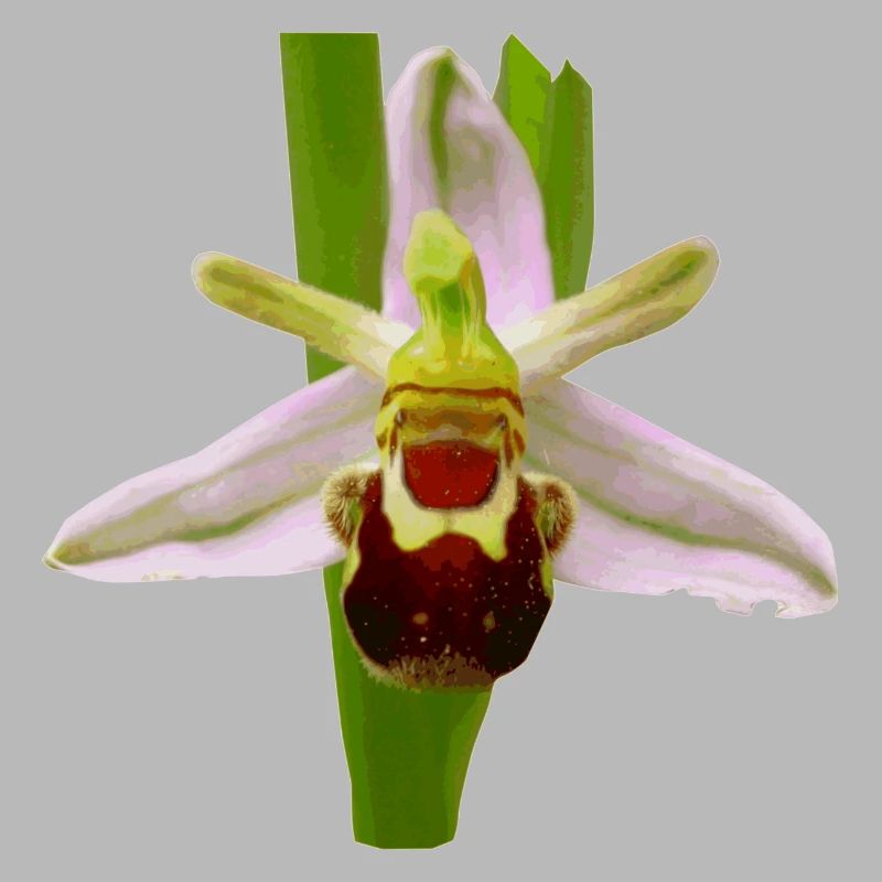 Die Bienen Ragwurz ist ein Orchideen Gewächs