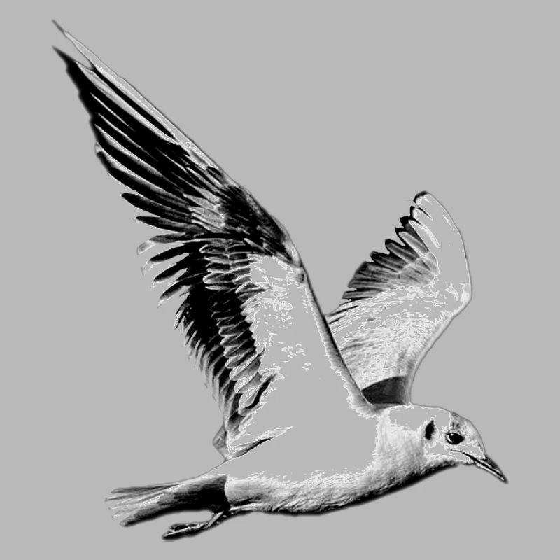 Möwe