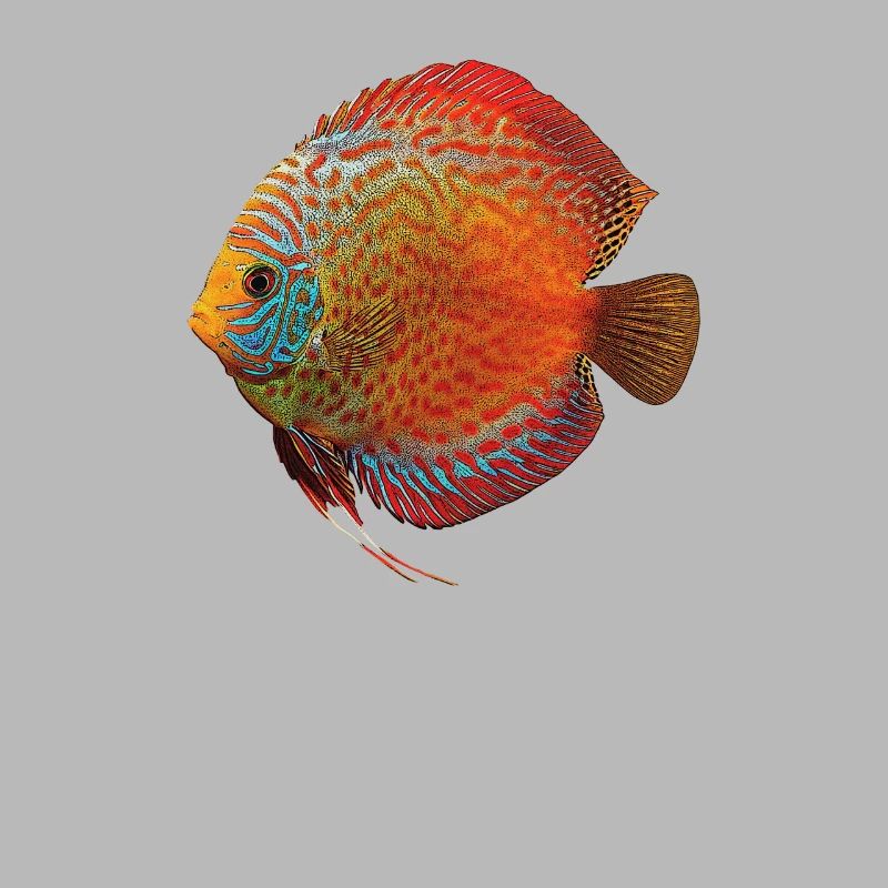 Discus Cichlid Fish Keeper