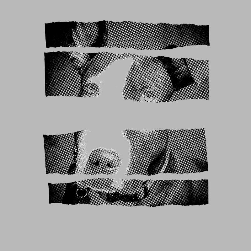 Pitbull