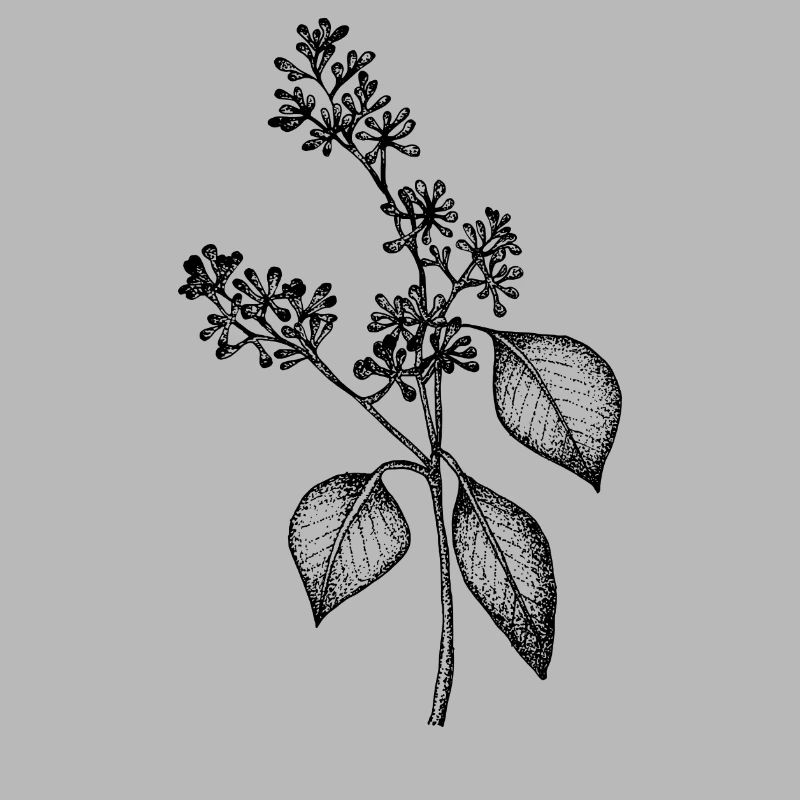 Eukalyptus