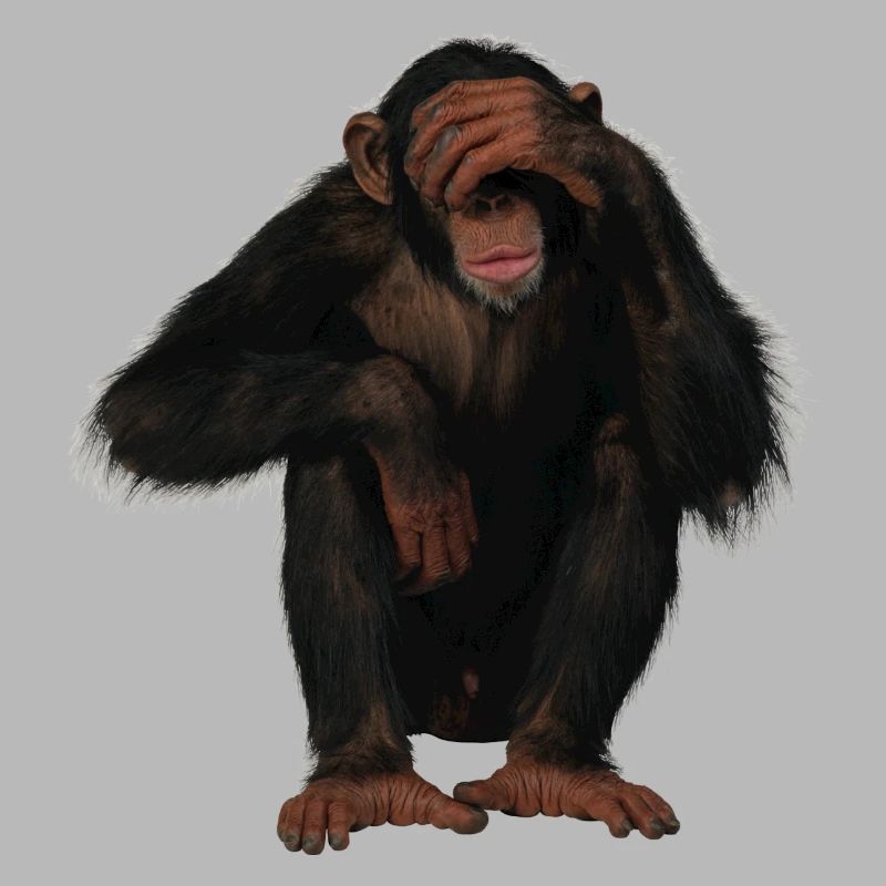 monkey