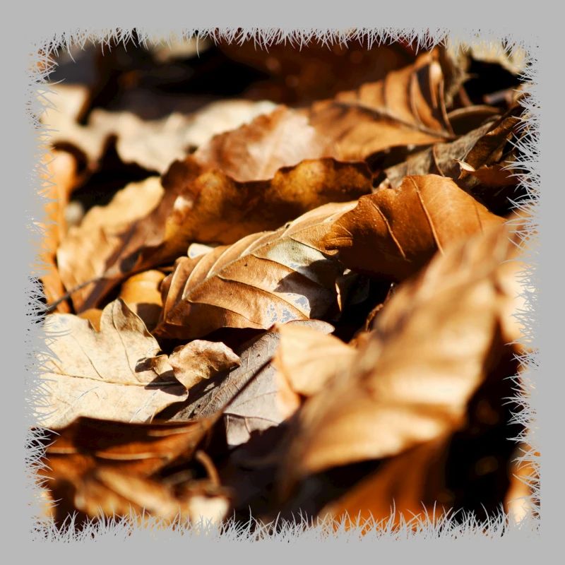 Leaf