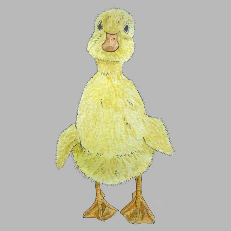 Duckling Chick