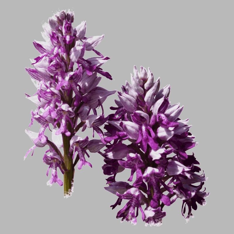 L'orchidée est une orchidée native