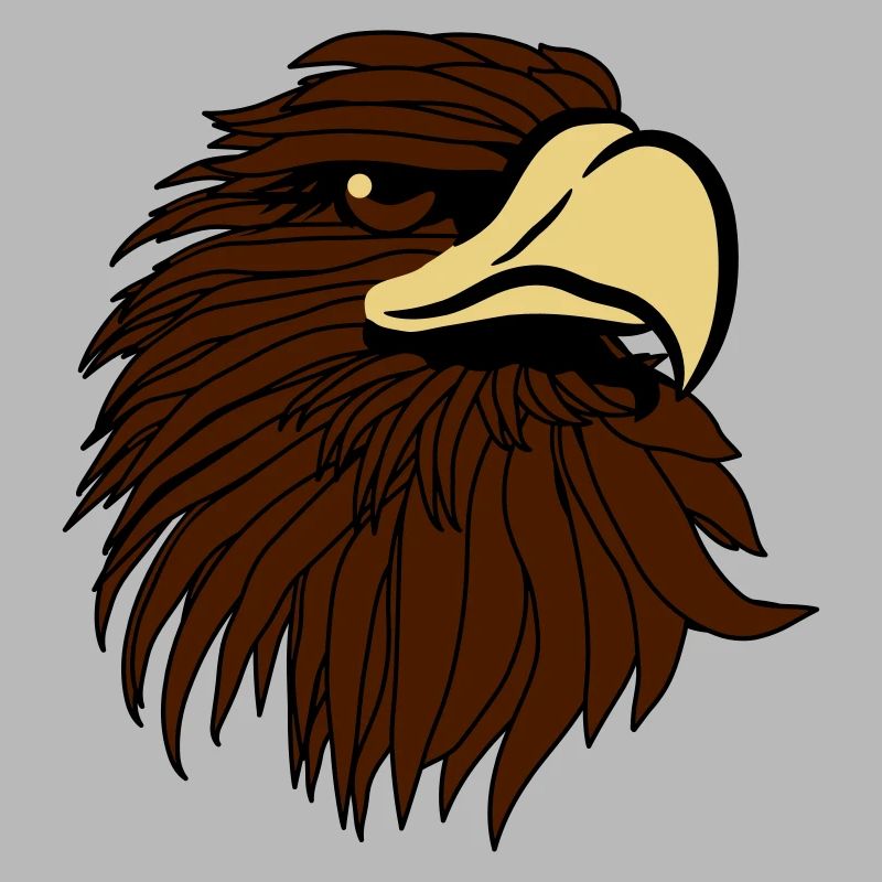 Aigle aigle chauve
