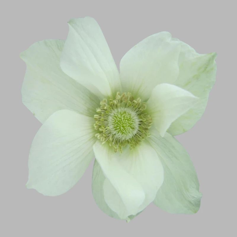 Fleur, Flower