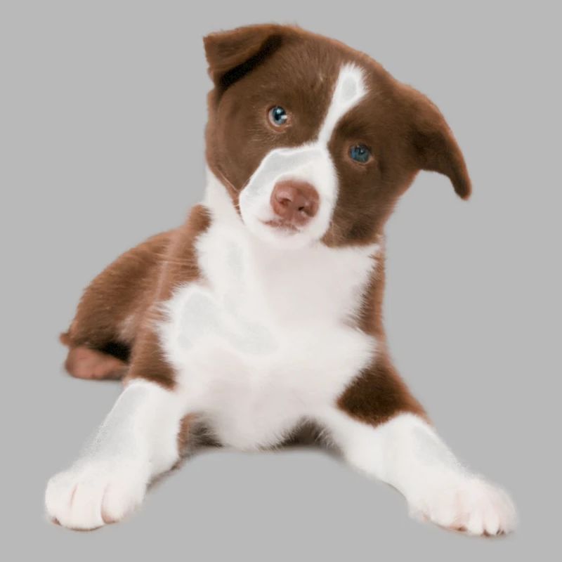 Chiot