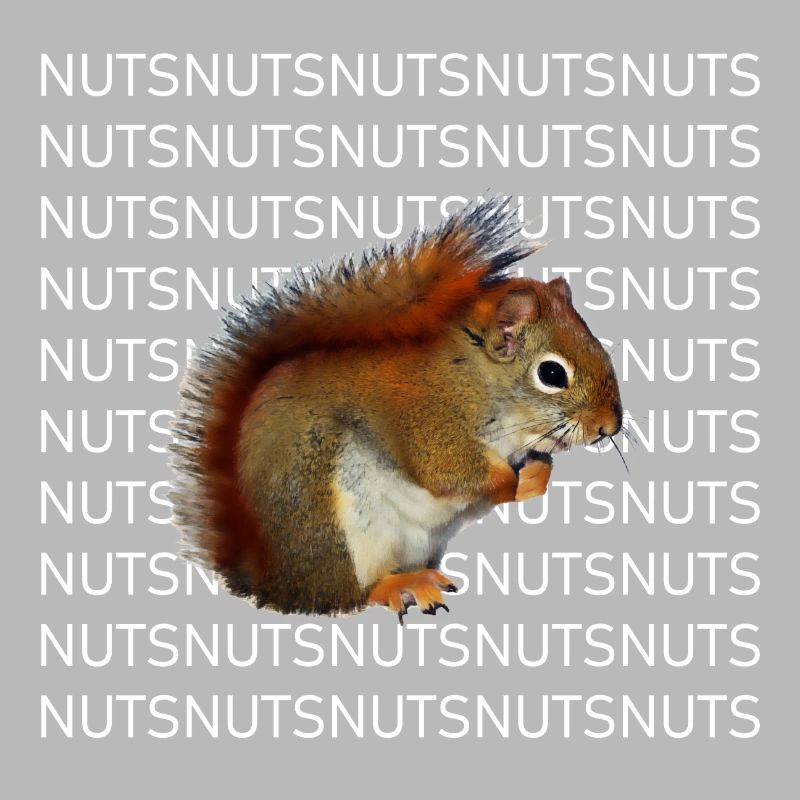 Squirrel photo nuts tree forest animal gift
