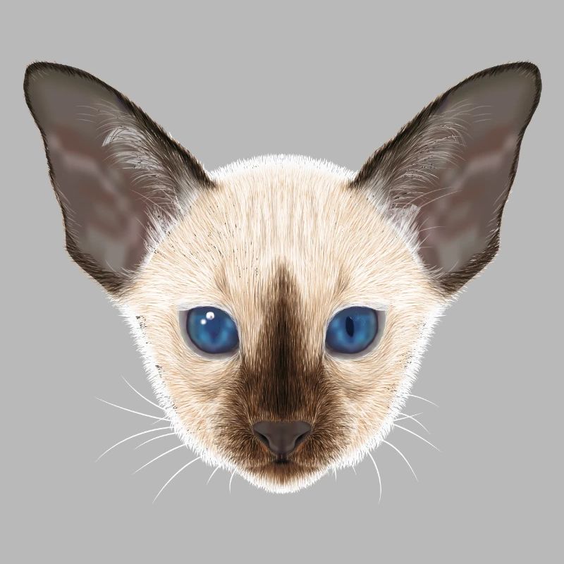 Siamkatze 