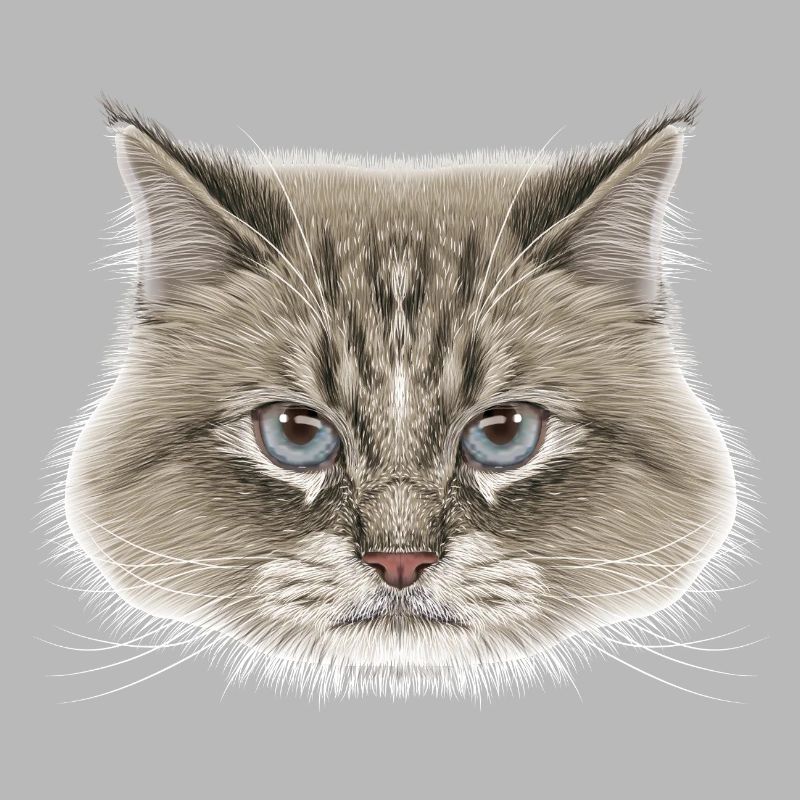 Sibirische Katze 