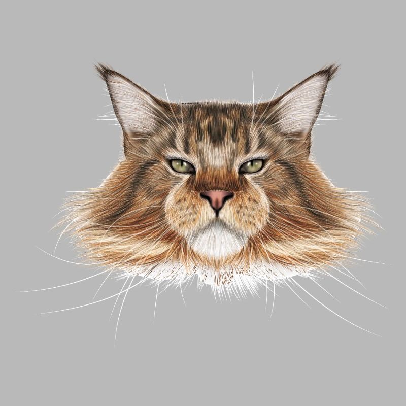 Maine-Coon-Katze 