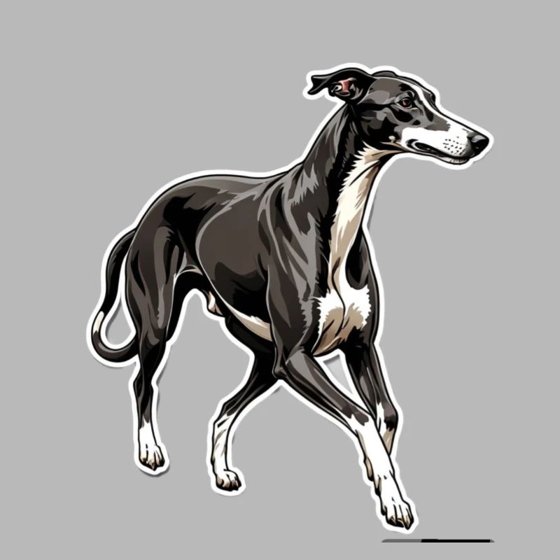 Windhund Silhouette Elegante Kontur