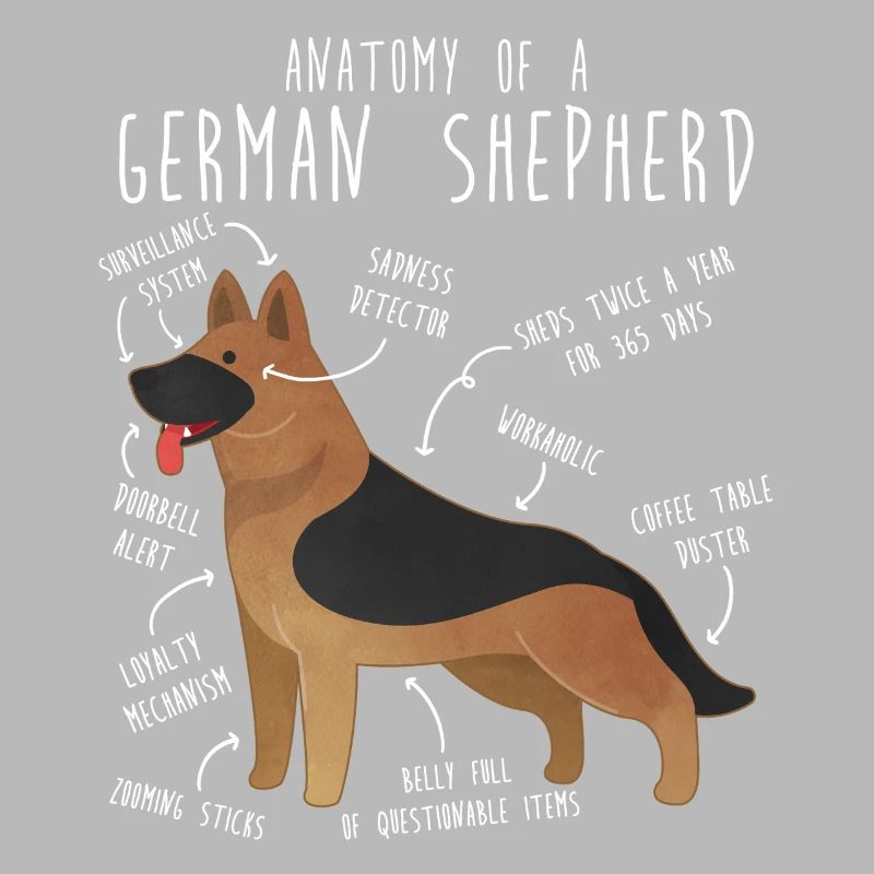 Anatomie des Deutschen Schäferhundes