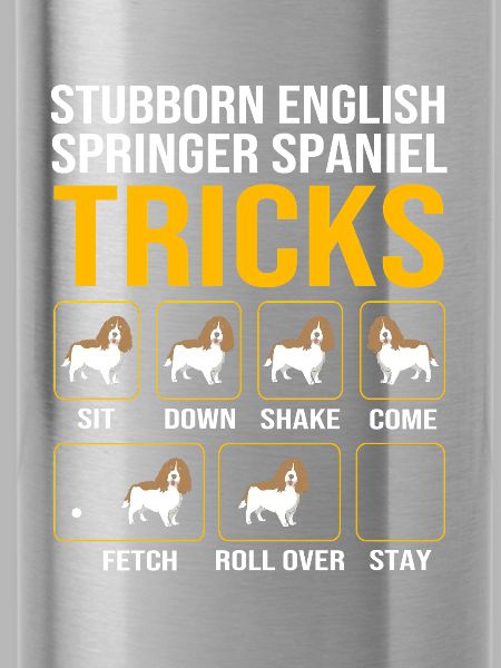 Springer Spaniel