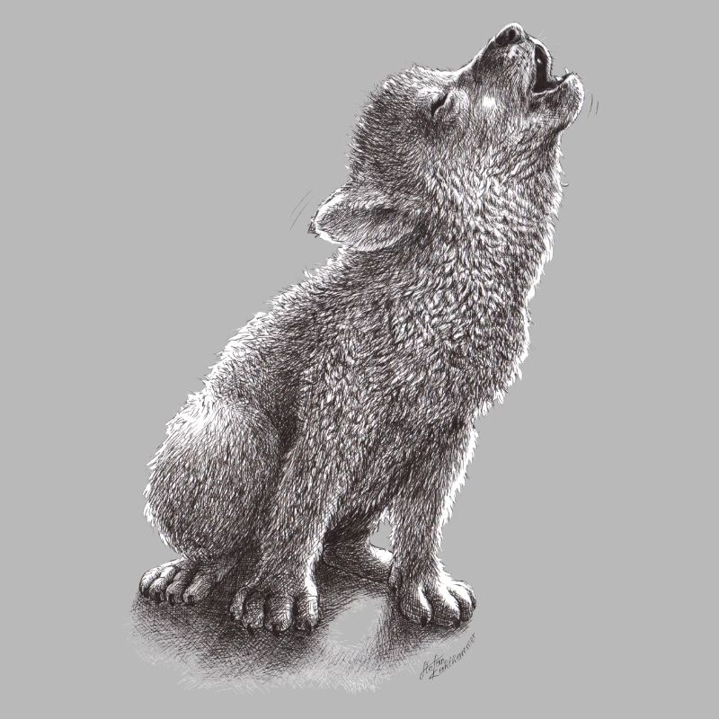 Young howling wolf