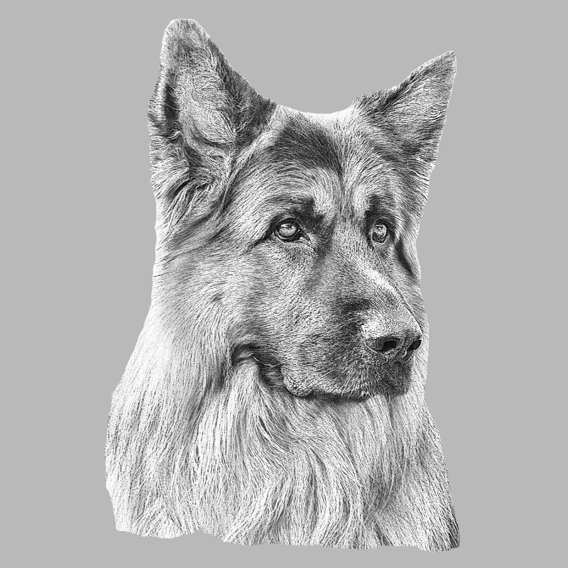 Old German Shepherd German Shepherd