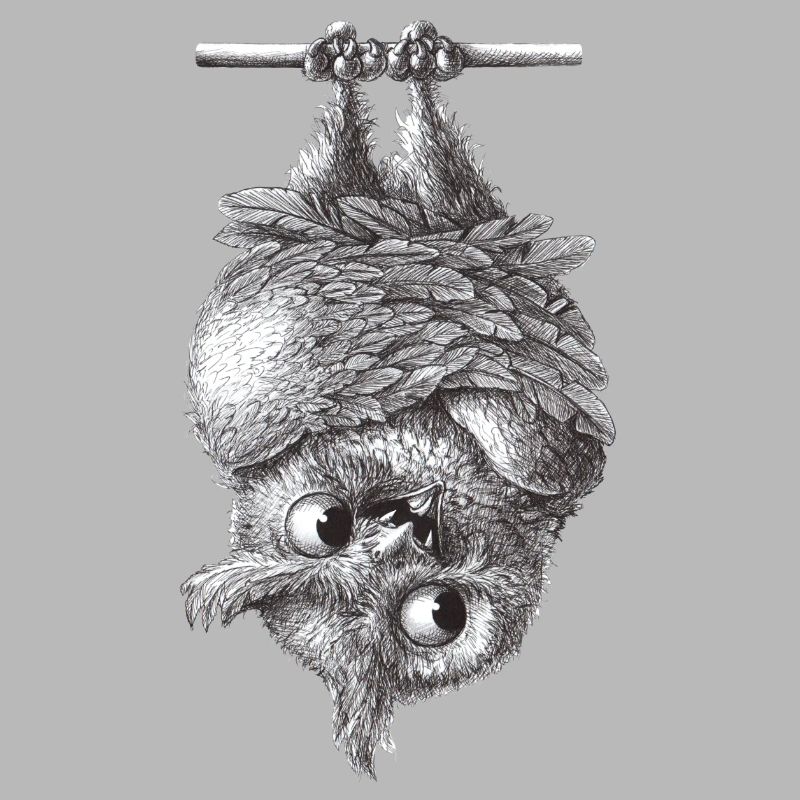 Vampir Eule - Dracula Eule