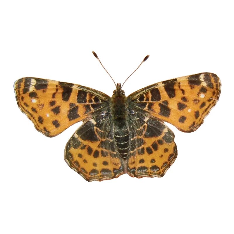 Schmetterling Landkärtchen