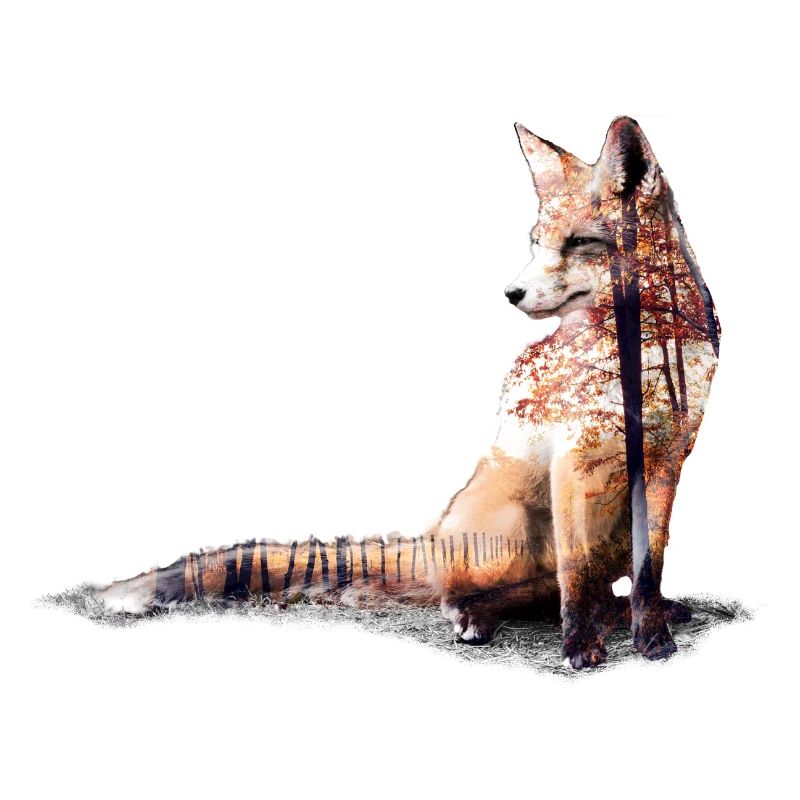 Fuchs