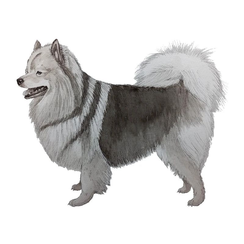 Mittelspitz
