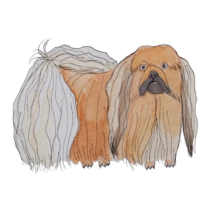 Pekingese sticker