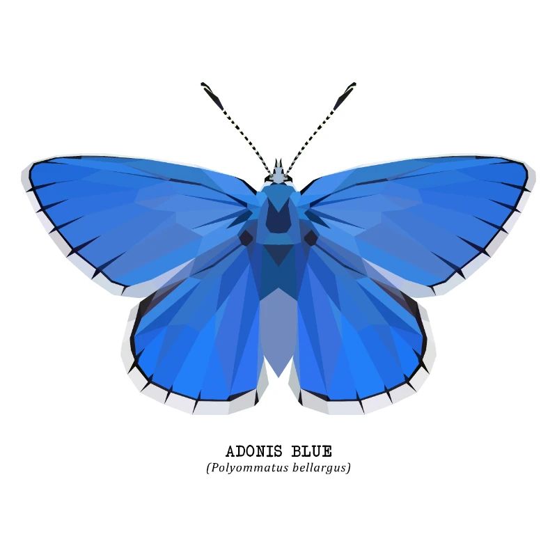Adonis Blue