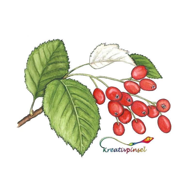 Mûre (Sorbus aria)