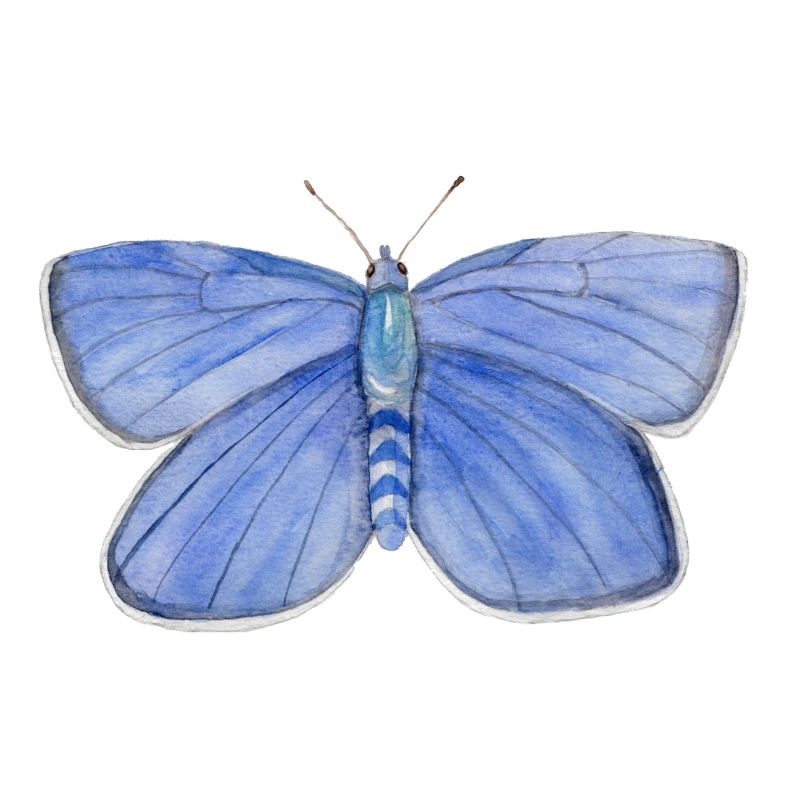 Bleu Papillon