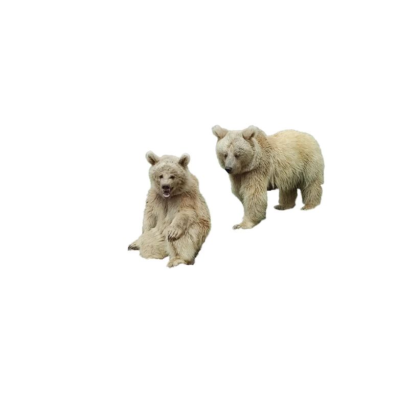 Bär