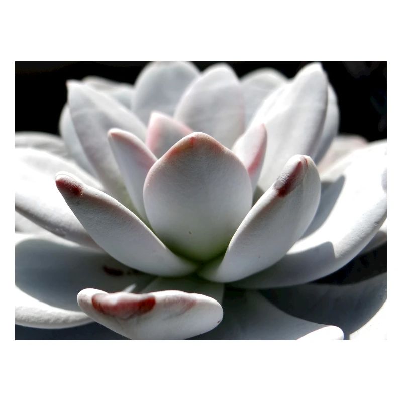 Sukkulente Echeveria