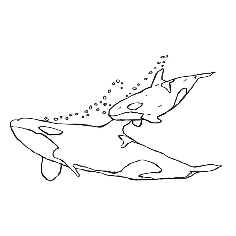 Orca