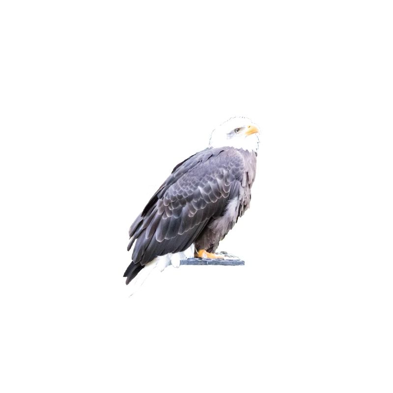 Eagle
