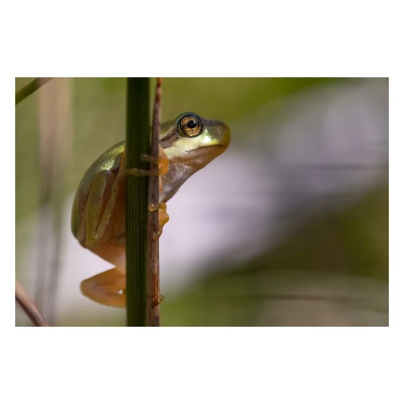 Laubfrosch