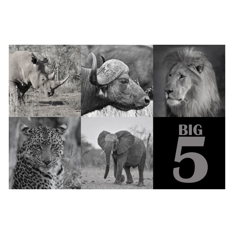 Afrikas Big 5