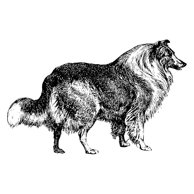 Collie