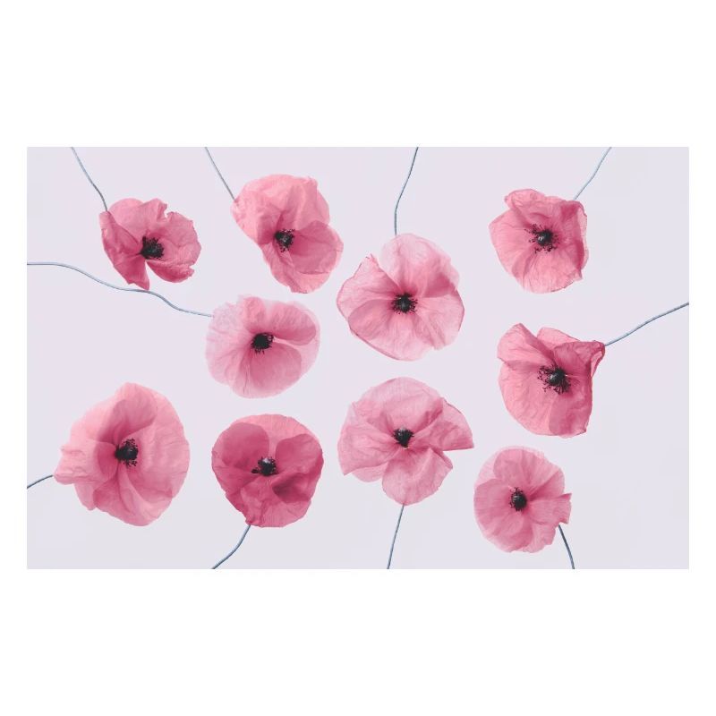MOHNBLUME Pink Rot