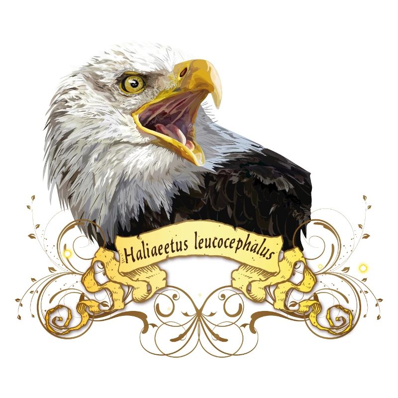 Bald eagle