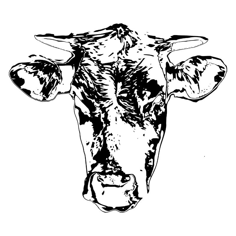Cow black