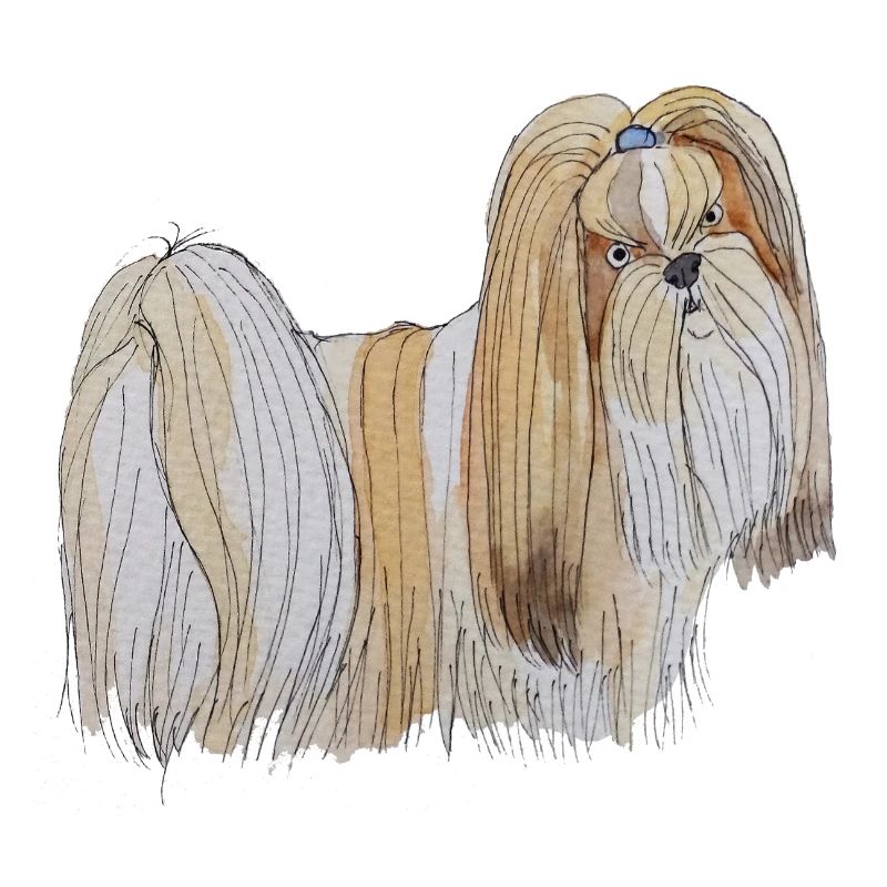 Lhasa Apso sticks