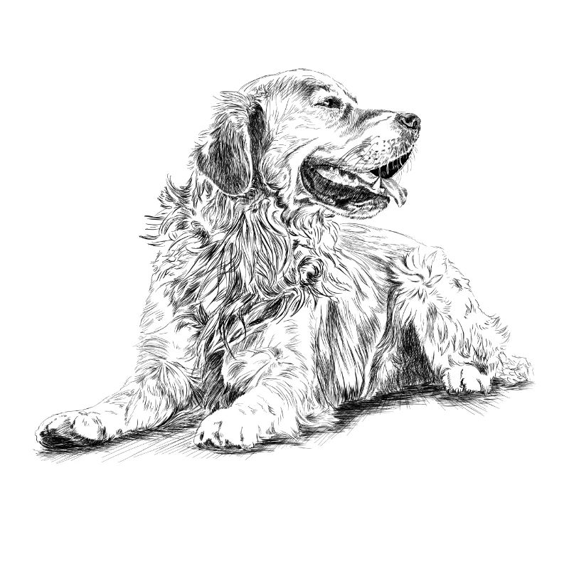 Retriever