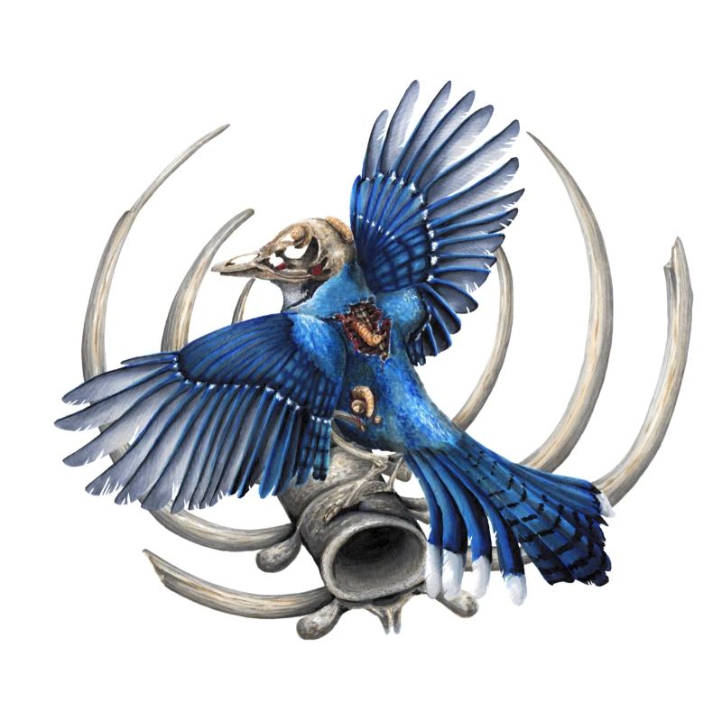 Blauer Totenkopf-Vogel